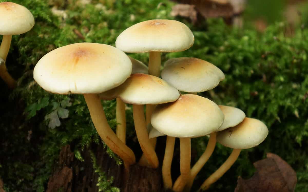 مسمومیت ۴۸ نفر با مصرف قارچ سمی