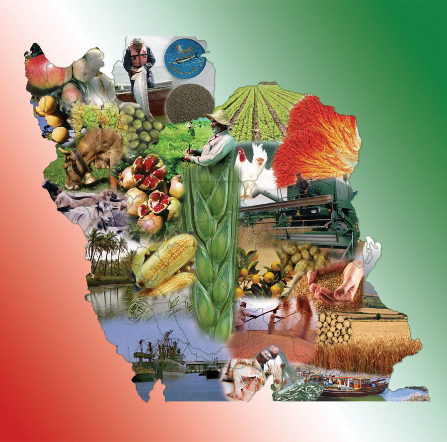 هدررفت بیش از ۳۰ درصد محصولات کشاورزی ایران؛ ضرورت توسعه صنایع تبدیلی برای کاهش اتلاف
