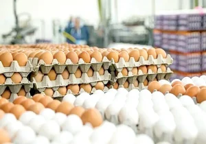 کاهش قیمت تخم‌مرغ به ۱۴۹ هزار تومان؛ تغییر تخصیص ارز برای واردات