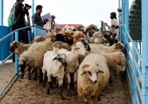 قیمت هر کیلو دام زنده ۳۲۰ تا ۳۴۰ هزار تومان اعلام شد؛ آمادگی بازار برای محرم و صفر
