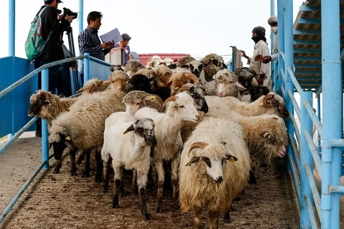 قیمت هر کیلو دام زنده ۳۲۰ تا ۳۴۰ هزار تومان اعلام شد؛ آمادگی بازار برای محرم و صفر
