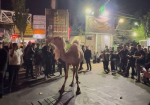 نذری متفاوت در تبریز؛ نذر شتر در شب عاشورا