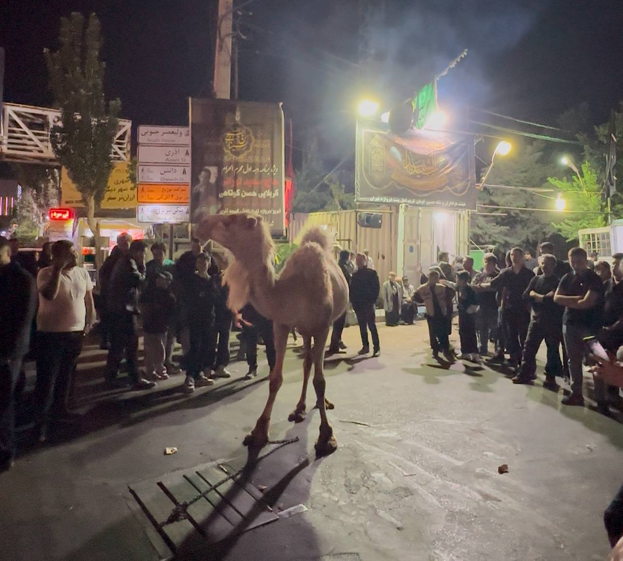 نذری متفاوت در تبریز؛ نذر شتر در شب عاشورا