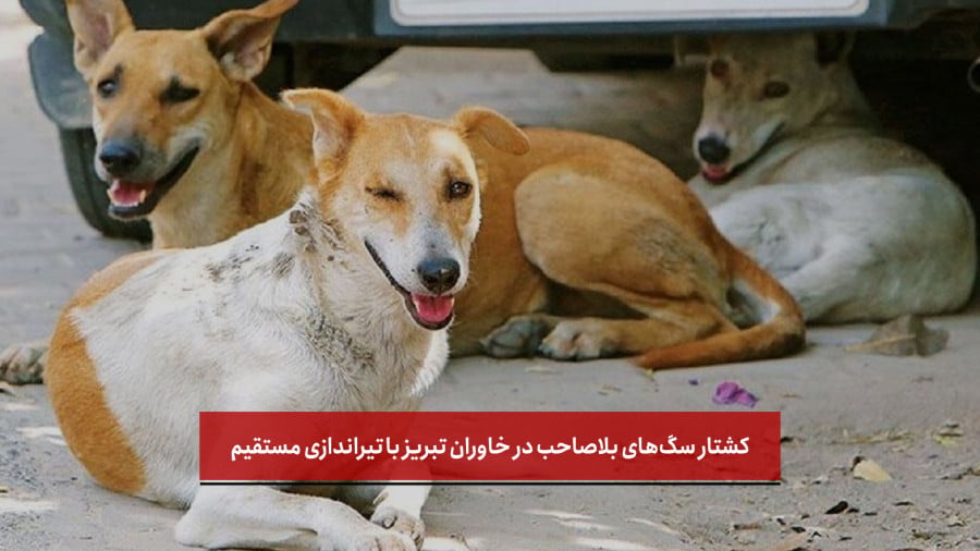 کشتار سگ‌های بلاصاحب با تیراندازی در خاوران