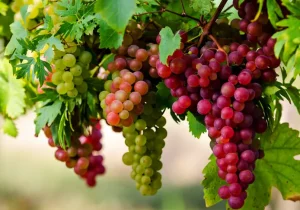 ۱۱۳ واحد صنایع تبدیلی انگور جان تازه‌ای به اقتصاد استان بخشید