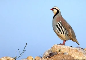 دستگیری شکارچیان غیرمجاز کبک در اراضی روستای دایان خدا‌آفرین
