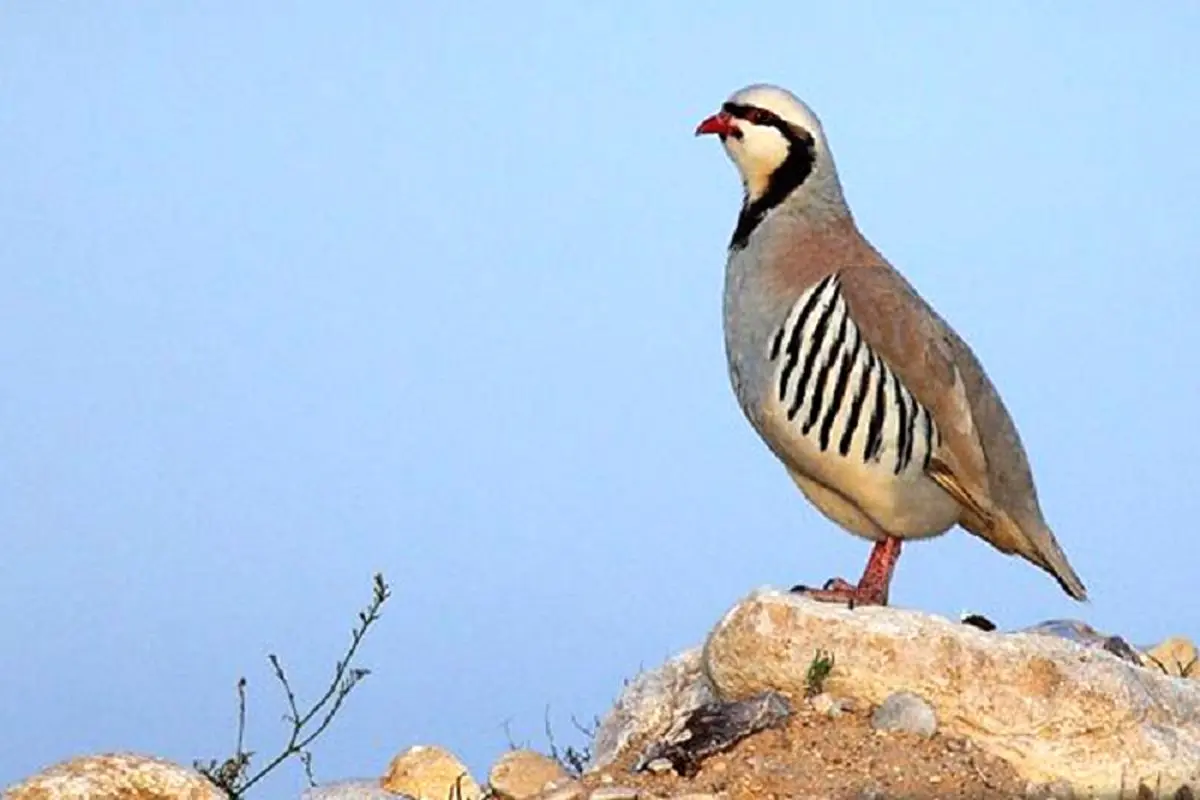 دستگیری شکارچیان غیرمجاز کبک در اراضی روستای دایان خدا‌آفرین