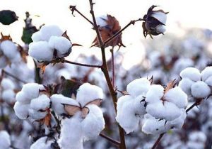 برداشت پنبه در اردبیل به ۴۷ هزار تُن می‌رسد