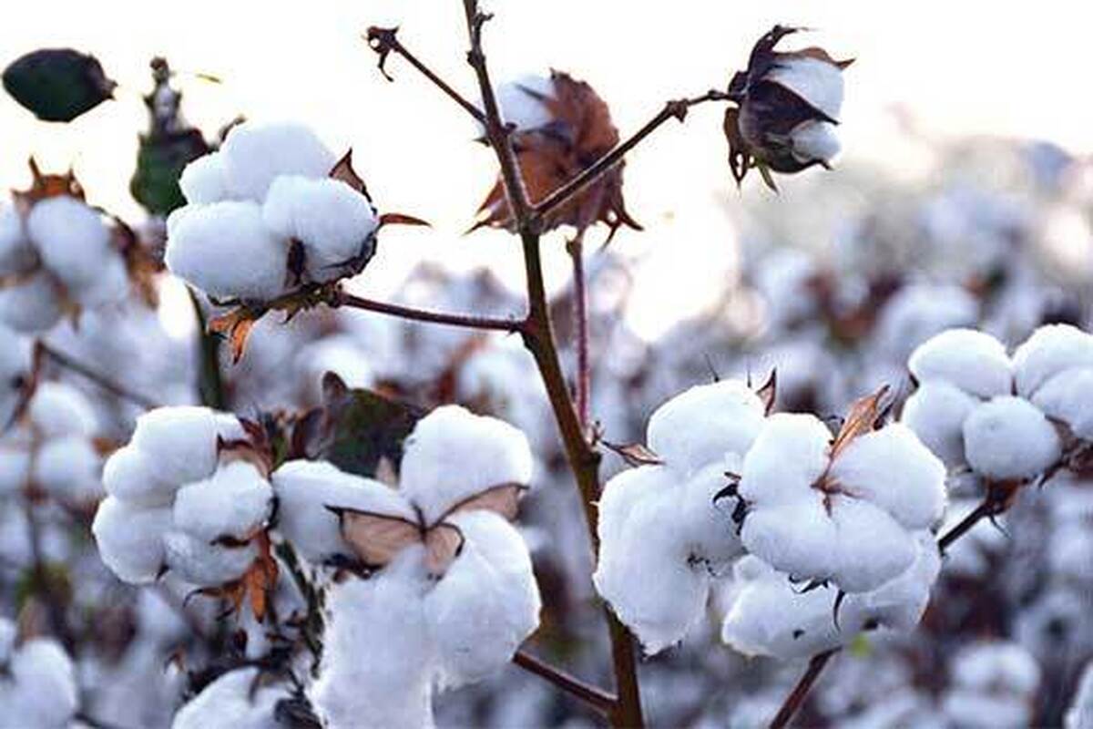برداشت پنبه در اردبیل به ۴۷ هزار تُن می‌رسد