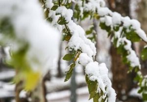 تداوم بارش برف در آذربایجان غربی؛ هشدار نارنجی هواشناسی تا جمعه
