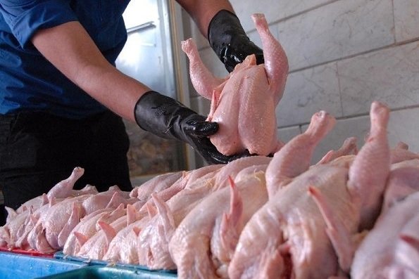 تولید گوشت و مرغ فراتر از مصرف روزانه