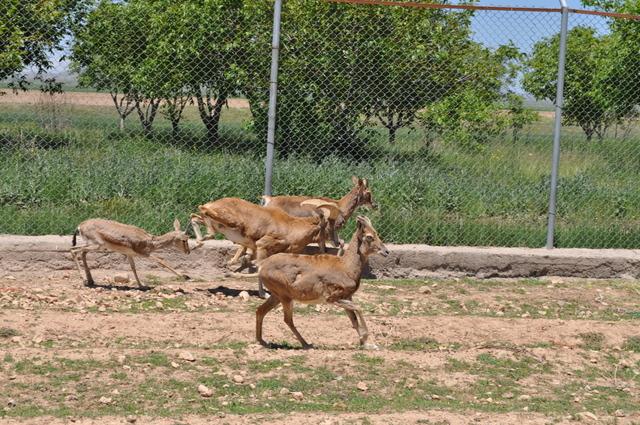 برخورد با متخلفان منابع طبیعی؛ ۲ نفر در سرخ‌آباد زنجان دستگیر شدند