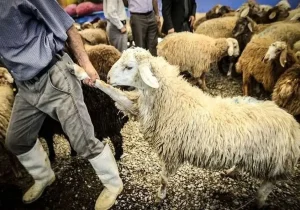 قیمت دام زنده ۲ اسفند 1404