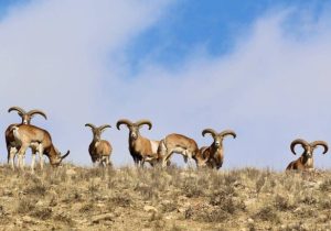 رشد جمعیت گونه‌های شاخص حیات‌وحش همدان؛ ۱۶۱ گونه در طبقه حفاظتی
