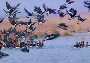 آغاز پایش سالانه پرندگان مهاجر در پارک ملی «دریاچه ارومیه»