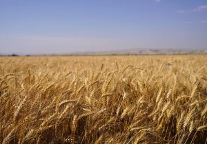 واردات ۲.۷۵ میلیون تُن گندم از امارات، روسیه و ترکیه از ابتدای سال