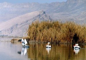 تالاب بین‌المللی «قوپی باباعلی» مهاباد جان دوباره می‌گیرد