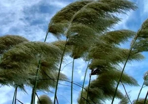 وزش باد ۵۰ کیلومتری و ورود سامانه بارشی به همدان