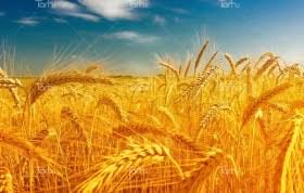راهکارهای بهاری برای حفظ و ارتقای دیم‌زارهای گندم