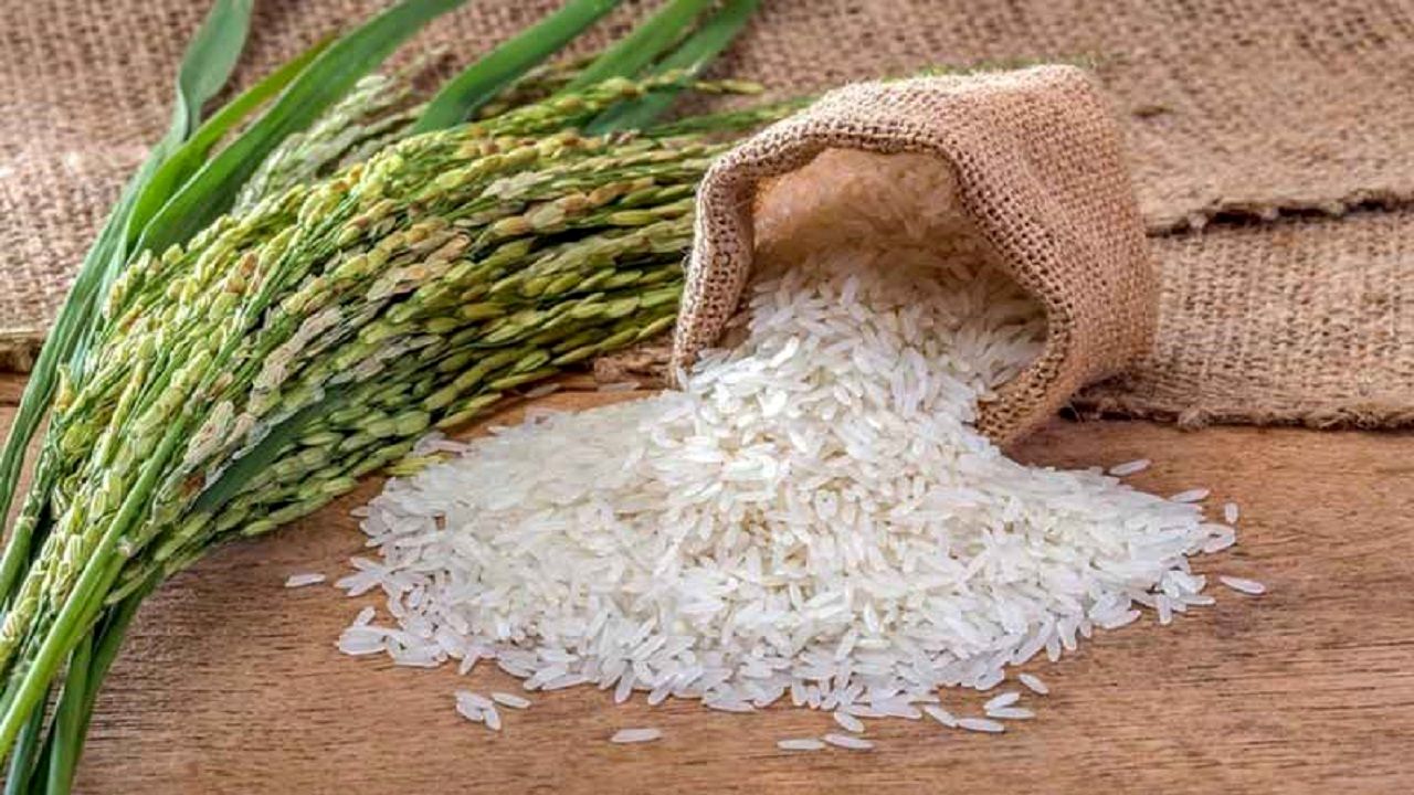 حذف برنج راه‌حل نیست؛ مصرف اصولی را جدی بگیریم