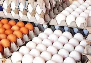 قیمت هر شانه تخم مرغ برای مصرف کننده ۳۰۰ هزارتومان