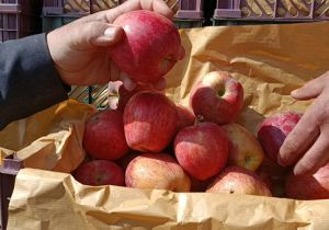 سیر صعودی صادرات سیب مراغه با وجود شراط جنگی و بحران