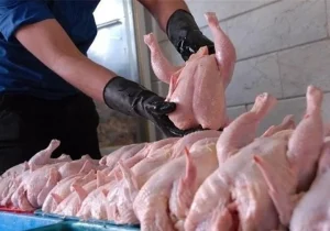 ثبات کامل بازار مرغ؛ عرضه کافی و قیمت منطقی در سراسر کشور