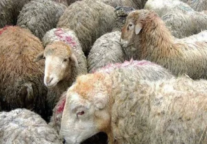 پرداخت ۴۰ همت تسهیلات به واحد‌های دامداری و مرغداری