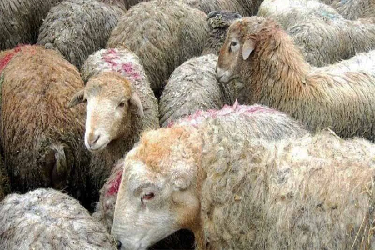 پرداخت ۴۰ همت تسهیلات به واحد‌های دامداری و مرغداری