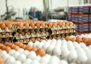 قیمت هرکیلو تخم مرغ درب واحدهای مرغداری ۱۸۰ هزارتومان