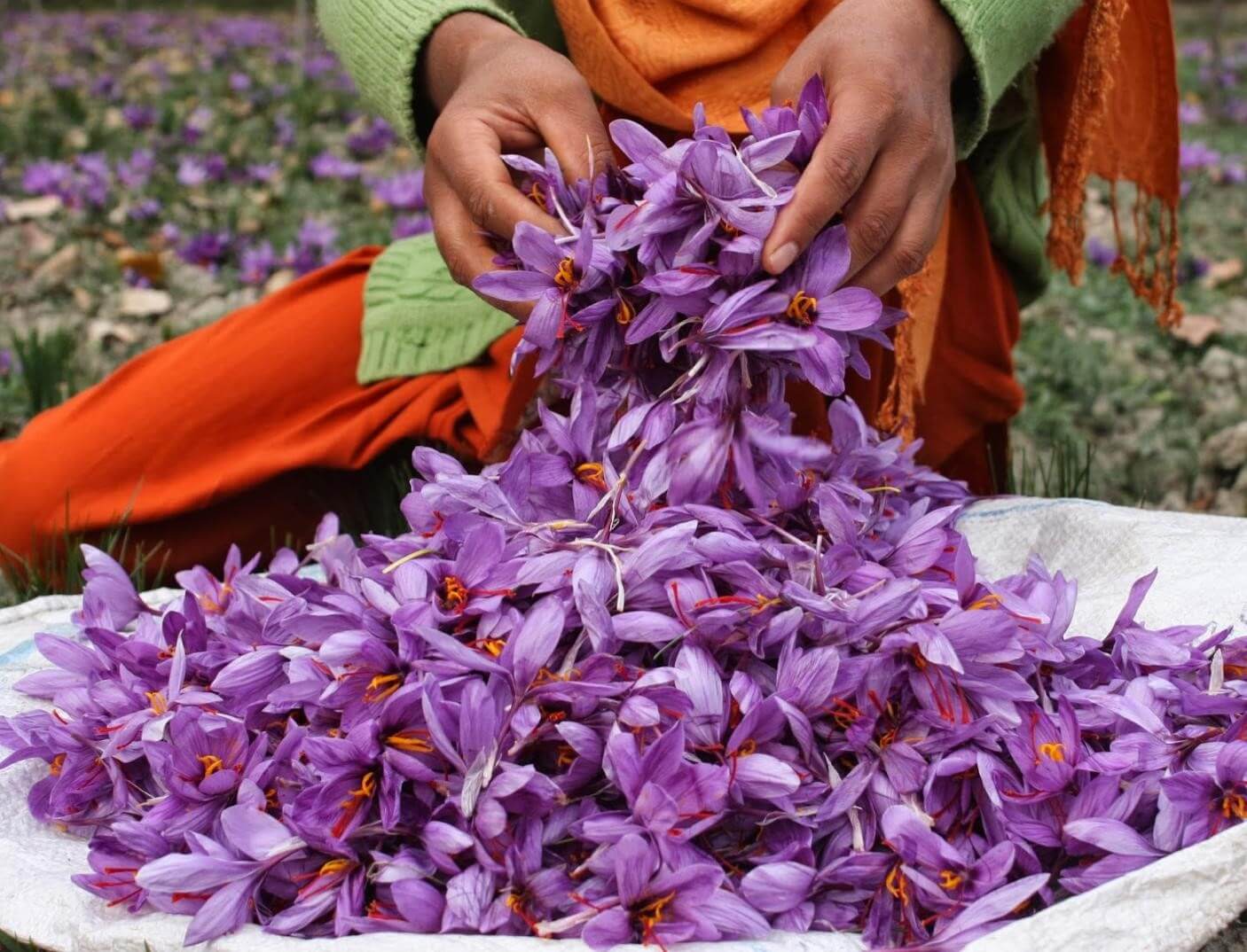 جهش قیمت زعفران؛ از ۱۰۰ میلیون به ۲۰۰ میلیون تومان در کمتر از یک ماه