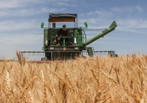 از مزرعه تا سیلو؛ کنترل خرید تضمینی برای بستن مسیر قاچاق گندم