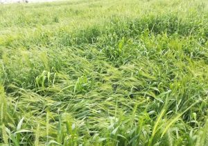 لزوم پوشش بیمه‌ای محصولات کشاورزی در پی حوادث غیرمترقبه