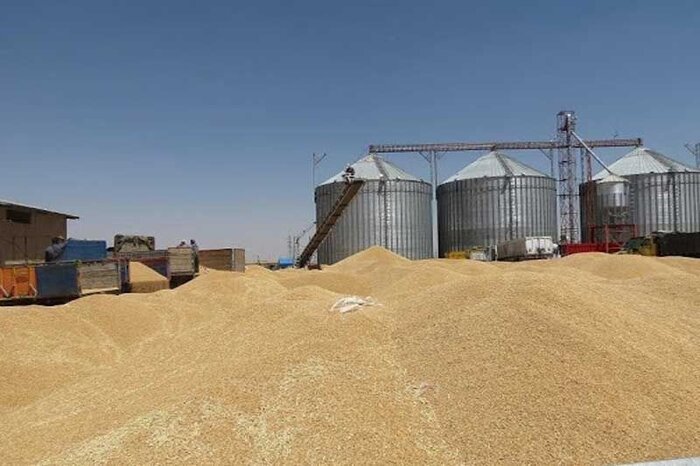 پیش‌بینی ۷۱ مرکز خرید تضمینی گندم در استان آذربایجان شرقی