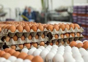 صادرات تخم‌مرغ آزاد شد