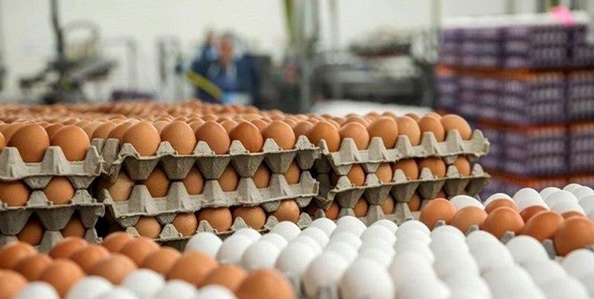 صادرات تخم‌مرغ آزاد شد