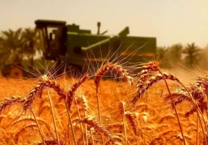 مجلس: ایران امسال به واردات گندم نیاز ندارد