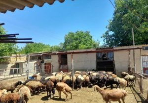 کاهش هزینه دامداران آذربایجان‌غربی با استفاده از جیره غذایی جدید دام