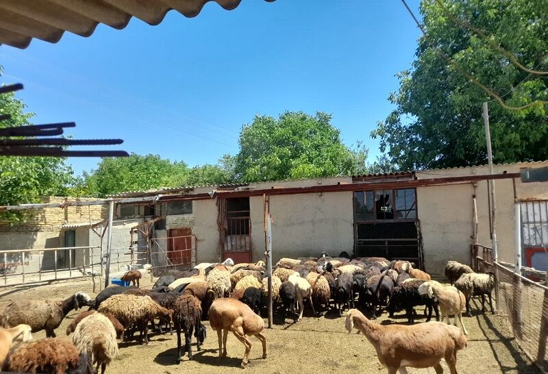 کاهش هزینه دامداران آذربایجان‌غربی با استفاده از جیره غذایی جدید دام