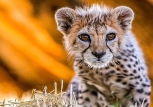 فقط سه توله کنار هلیا؛ نگرانی‌ها برای آخرین یوزهای ایران
