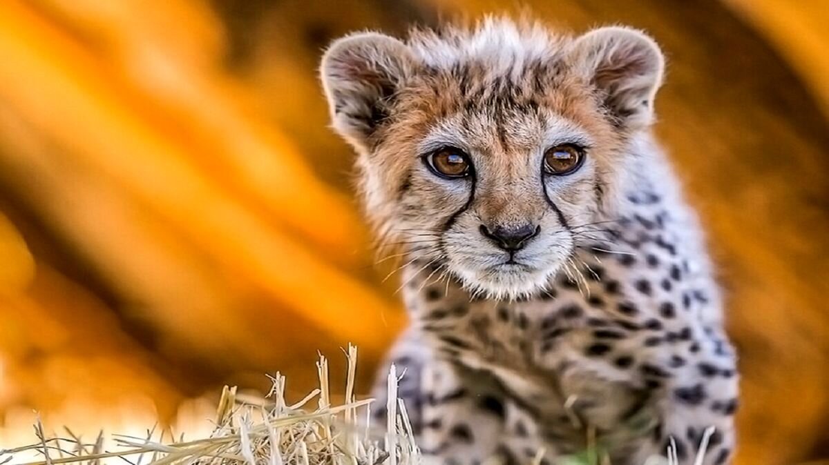 فقط سه توله کنار هلیا؛ نگرانی‌ها برای آخرین یوزهای ایران
