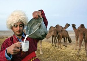 شتر جایگزین گاو و گوسفند برای مقابله با خشکسالی
