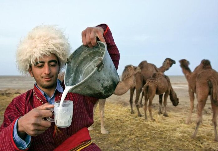 شتر جایگزین گاو و گوسفند برای مقابله با خشکسالی