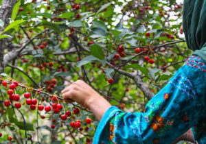 تثبیت جایگاه نخست خوی با تولید ۳۱ هزار تن گیلاس و آلبالو