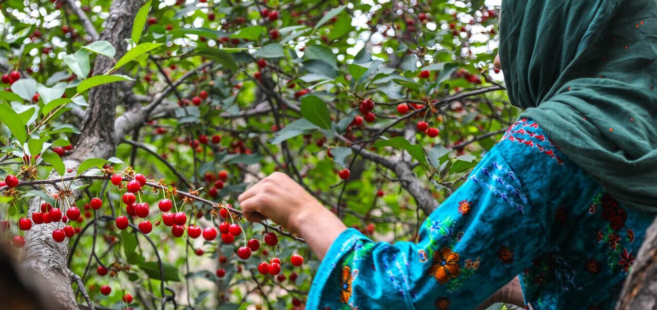 تثبیت جایگاه نخست خوی با تولید ۳۱ هزار تن گیلاس و آلبالو