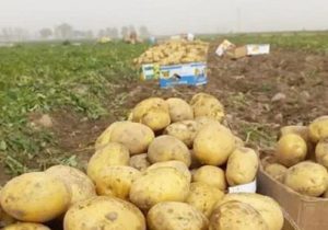 افزایش راندمان تولید سیب زمینی در آذربایجان شرقی به ۴۳ تن در هکتار رسید