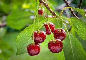 آغاز صادرات آلبالوی مراغه به روسیه