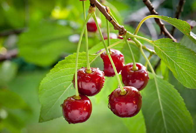 آغاز صادرات آلبالوی مراغه به روسیه