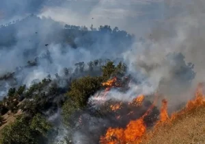 ۹۵ درصد آتش‌سوزی‌های جنگل‌های ایران منشأ انسانی دارد