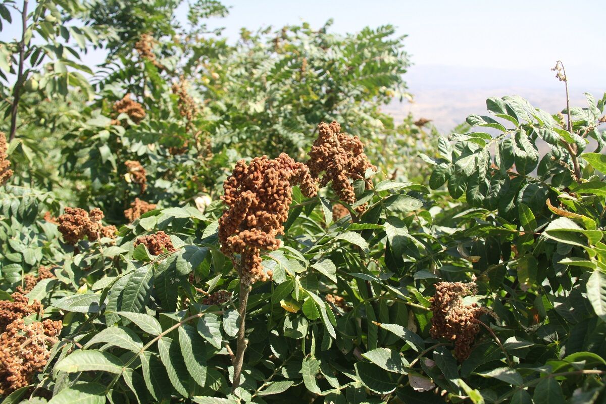 طلای سرخ جنگل‌های ارسباران؛ برداشت بیش از ۳۸۰ تن سماق در آذربایجان شرقی